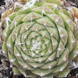 Sempervivum - Dachwurz - Hauswurz